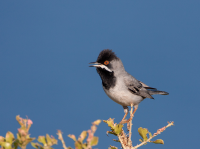 Kavaki: thé Place for Rüppell's Warbler on Lesvos!